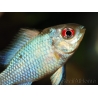 Ramirezi - Mikrogeophagus ramirezi electric blue  (Amérique du Sud)