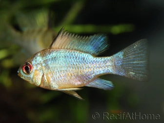 Ramirezi - Mikrogeophagus ramirezi electric blue  (Amérique du Sud)