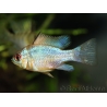 Ramirezi - Mikrogeophagus ramirezi electric blue  (Amérique du Sud)