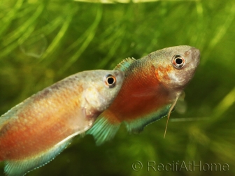 Gouramis paradis red velvet - Macropodus opercularis (Asie)