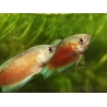 Gouramis paradis red velvet - Macropodus opercularis (Asie)