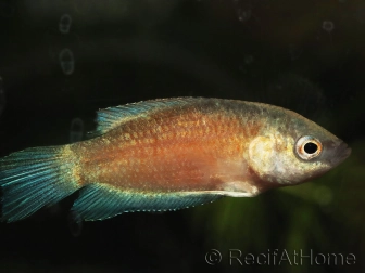 Gouramis paradis red velvet - Macropodus opercularis (Asie)