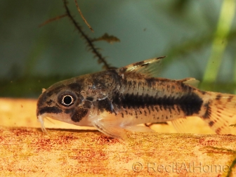 Corydoras habrosus (Amérique du Sud)