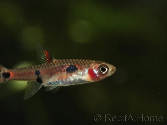 Boraras maculatus - Rasbora nain (Asie)