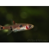 Boraras maculatus - Rasbora nain (Asie)