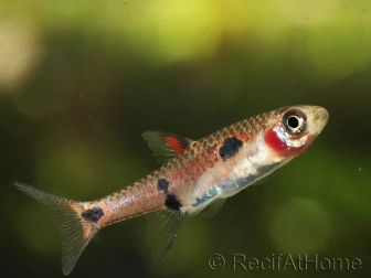 Boraras maculatus - Rasbora nain (Asie)