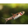 Boraras maculatus - Rasbora nain (Asie)