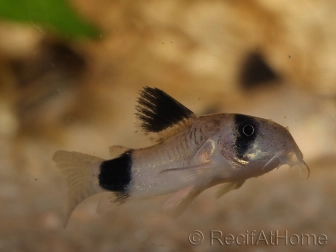 Corydoras panda - Corydoras panda (Amérique du Sud)