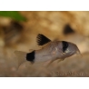 Corydoras panda - Corydoras panda (Amérique du Sud)