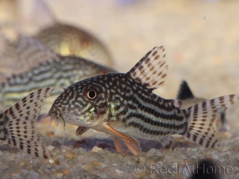 Corydoras de Sterba - Corydoras sterbai (Amérique du Sud)