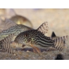 Corydoras de Sterba - Corydoras sterbai (Amérique du Sud)