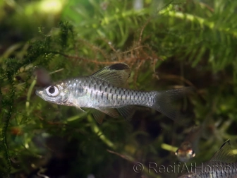 Barbus drapeau - Oreichthys crenuchoides (Asie)