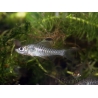 Barbus drapeau - Oreichthys crenuchoides (Asie)