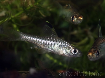 Barbus drapeau - Oreichthys crenuchoides (Asie)