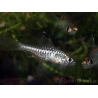 Barbus drapeau - Oreichthys crenuchoides (Asie)