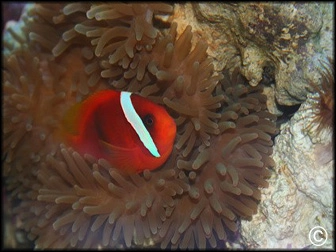 Amphiprion melanopus