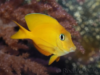 Ctenochaetus cyanocheilus 7-9 cm