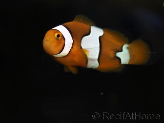 Amphiprion percula élevage France ACDP 3-5 cm