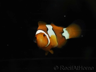 Amphiprion percula élevage France ACDP 3-5 cm