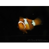 Amphiprion percula élevage France ACDP 3-5 cm