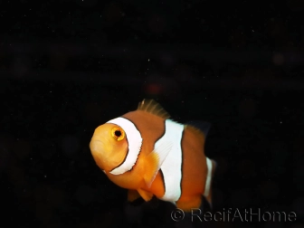 Amphiprion percula élevage France ACDP 3-5 cm