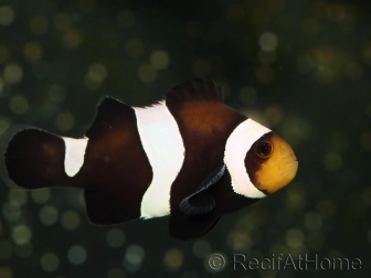 Amphiprion darwini Elevage France ACDP 3-5 cm