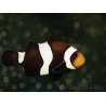 Amphiprion darwini Elevage France ACDP 3-5 cm