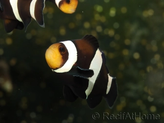 Amphiprion darwini Elevage France ACDP 3-5 cm