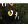 Amphiprion darwini Elevage France ACDP 3-5 cm