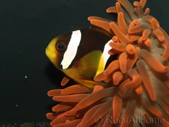 Amphiprion clarkii Elevage France ACDP 5-6 cm