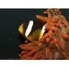 Amphiprion clarkii Elevage France ACDP 5-6 cm