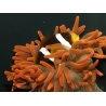 Amphiprion clarkii Elevage France ACDP 5-6 cm