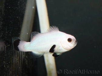 Amphiprion ocellaris platinium Storm élevage France ACDP