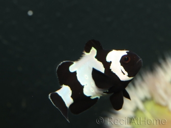 Amphiprion Full Black snowflake extreme élevage France ACDP 3-4 cm