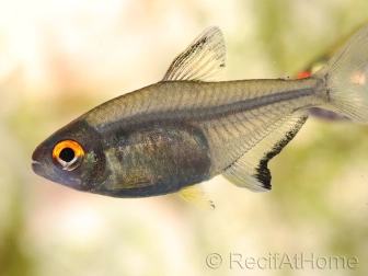 Tetra Citron - Hyphessobrycon Pulchripinnis (Amérique du sud)