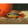 APISTOGRAMMA AGASSIZII fire red (Amérique du Sud)