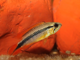 APISTOGRAMMA AGASSIZII fire red (Amérique du Sud)