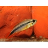 APISTOGRAMMA AGASSIZII fire red (Amérique du Sud)