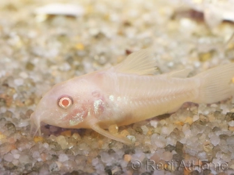 Corydoras aeneus  - Corydoras albinos (Amérique du Sud)