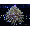 WYSIWYG Euphyllia glabrescens 24K Gold/Blue Tips (Mariculture acclimaté sous LED) 8A1