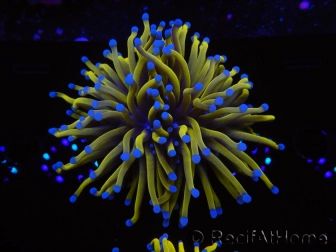 WYSIWYG Euphyllia glabrescens 24K Gold/Blue Tips (Mariculture acclimaté sous LED) 8A1