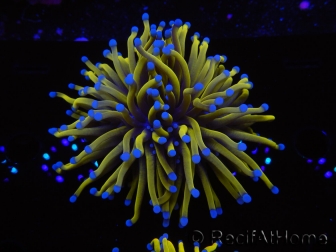 WYSIWYG Euphyllia glabrescens 24K Gold/Blue Tips (Mariculture acclimaté sous LED) 8A1