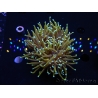 WYSIWYG RAH Euphyllia glabrescens Dragon Soul (Elevage Recifathome) 16A1