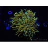 WYSIWYG RAH Euphyllia glabrescens Dragon Soul (Elevage Recifathome) 16A1