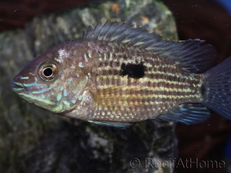 Aequidens rivulatus - Terreur verte (Amérique du Sud)