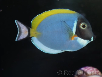 Acanthurus leucosternon 6-8 cm