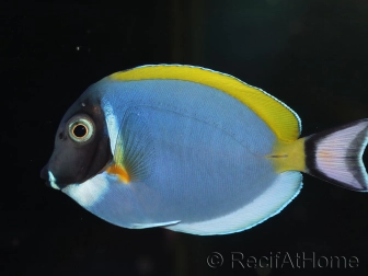 Acanthurus leucosternon 6-8 cm