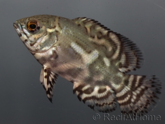 Astronotus ocellatus sauvage 4-5cm (Amérique du Sud)