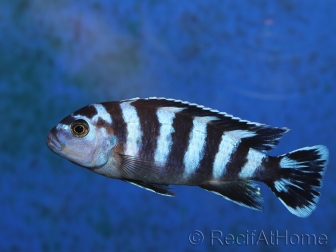 Chindongo demasoni (Lac malawi)