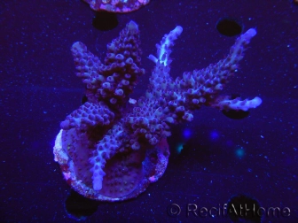 WYSIWYG-Acropora sp AUSTRALIE Minicolonie 6